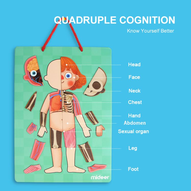 mideer 可掛式人體認知磁力貼遊戲組(90pcs)