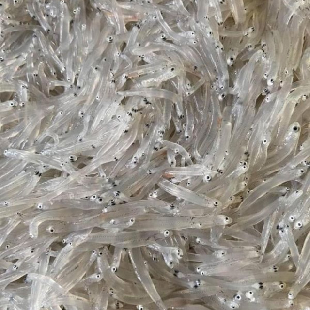 永圻 無鹽 生凍吻仔魚 120g (須清洗再料理)