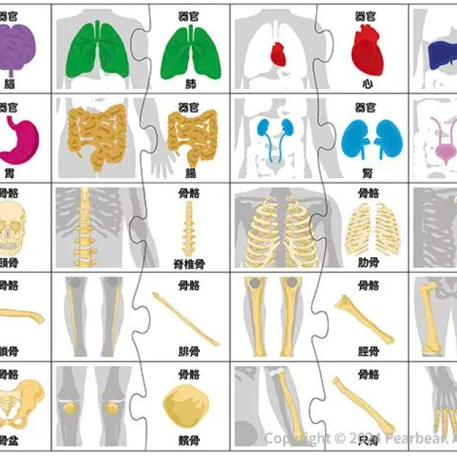 LEARNING KITDS 科學系列-人體器官認知遊戲